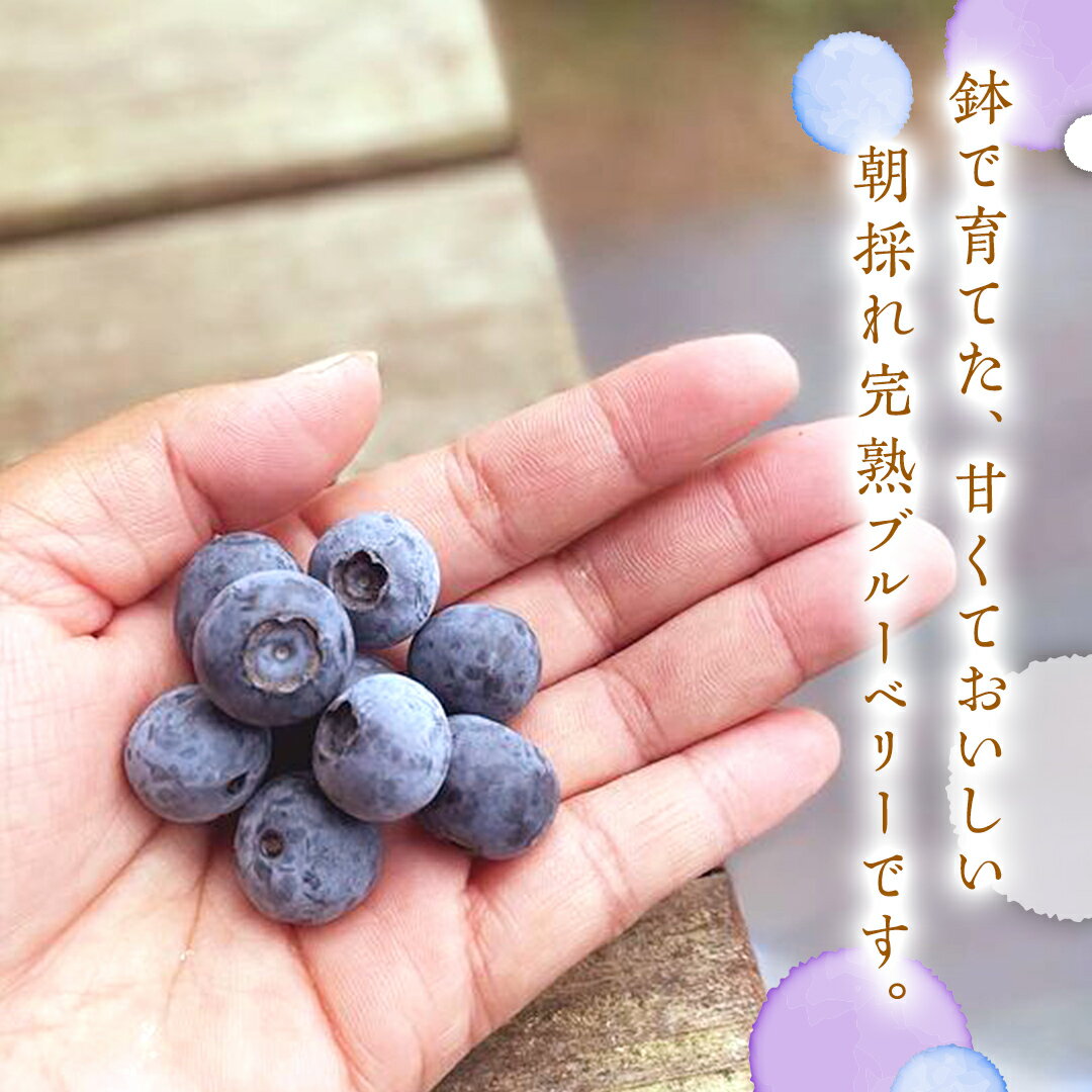 【ふるさと納税】≪先行予約≫ 朝採れ 完熟 ブルーベリー 1,050g （ 350g × 3パック ）【 2026年 6月上旬頃より発送開始 】 数量限定 冷蔵 ベリー 甘い 甘酸っぱい 完熟 新鮮 フルーツ 果物 くだもの 贈り物 贈答 ギフト 国産 茨城 農園 産地直送 サムネイル2