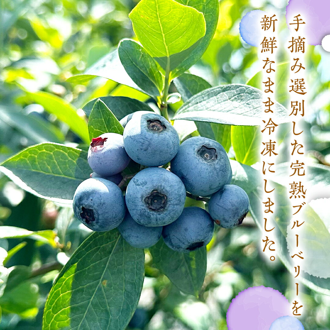 【ふるさと納税】冷凍 完熟 ブルーベリー 1,050g（ 350g × 3パック ） 数量限定 ベリー 甘い 甘酸っぱい 完熟 新鮮 フルーツ 果物 くだもの 贈り物 贈答 ギフト 国産 茨城 農園 産地直送 サムネイル2
