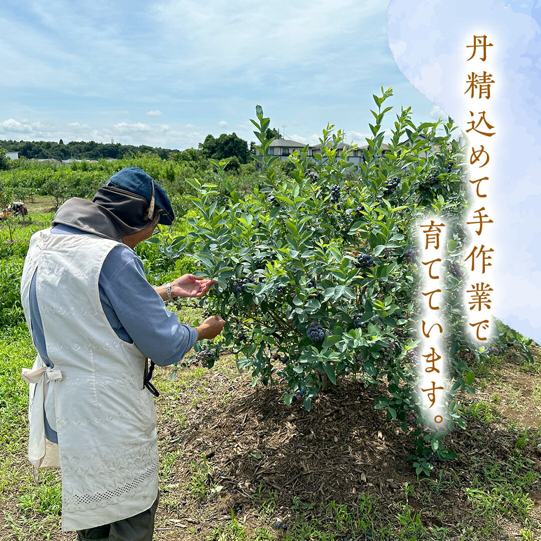 【ふるさと納税】冷凍 完熟 ブルーベリー 1,050g（ 350g × 3パック ） 数量限定 ベリー 甘い 甘酸っぱい 完熟 新鮮 フルーツ 果物 くだもの 贈り物 贈答 ギフト 国産 茨城 農園 産地直送 サムネイル3