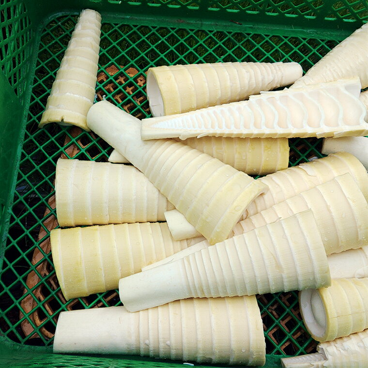 【ふるさと納税】《 先行予約 》 掘りたて 穂先 ゆでたけのこ 約1kg 【 2026年 4月中旬 以降発送 】 野菜 春 旬 期間限定 数量限定 国産 産地直送 箱 真空パック 個包装 茹で 筍 タケノコ 竹の子 - 画像3