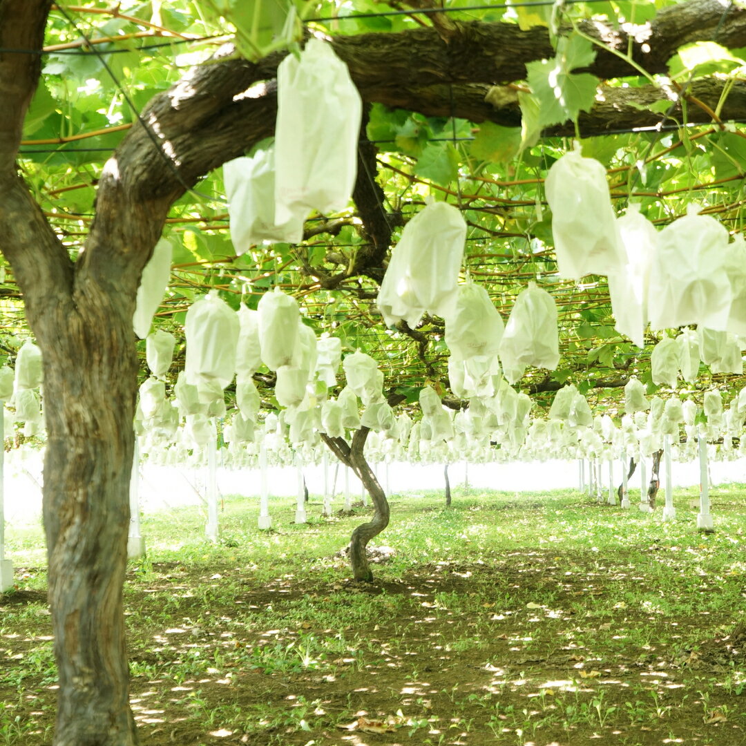 【ふるさと納税】＼ 選べる内容量 ／《 先行予約 》 シャインマスカット 【2026年8月下旬頃発送開始】( 共通返礼品：下妻市 ) 1房 2~3房 フルーツ 果物 マスカット ぶどう 葡萄 ブドウ 旬 国産 産地直送 化粧箱 ギフト 【石崎ぶどう園】 サムネイル3