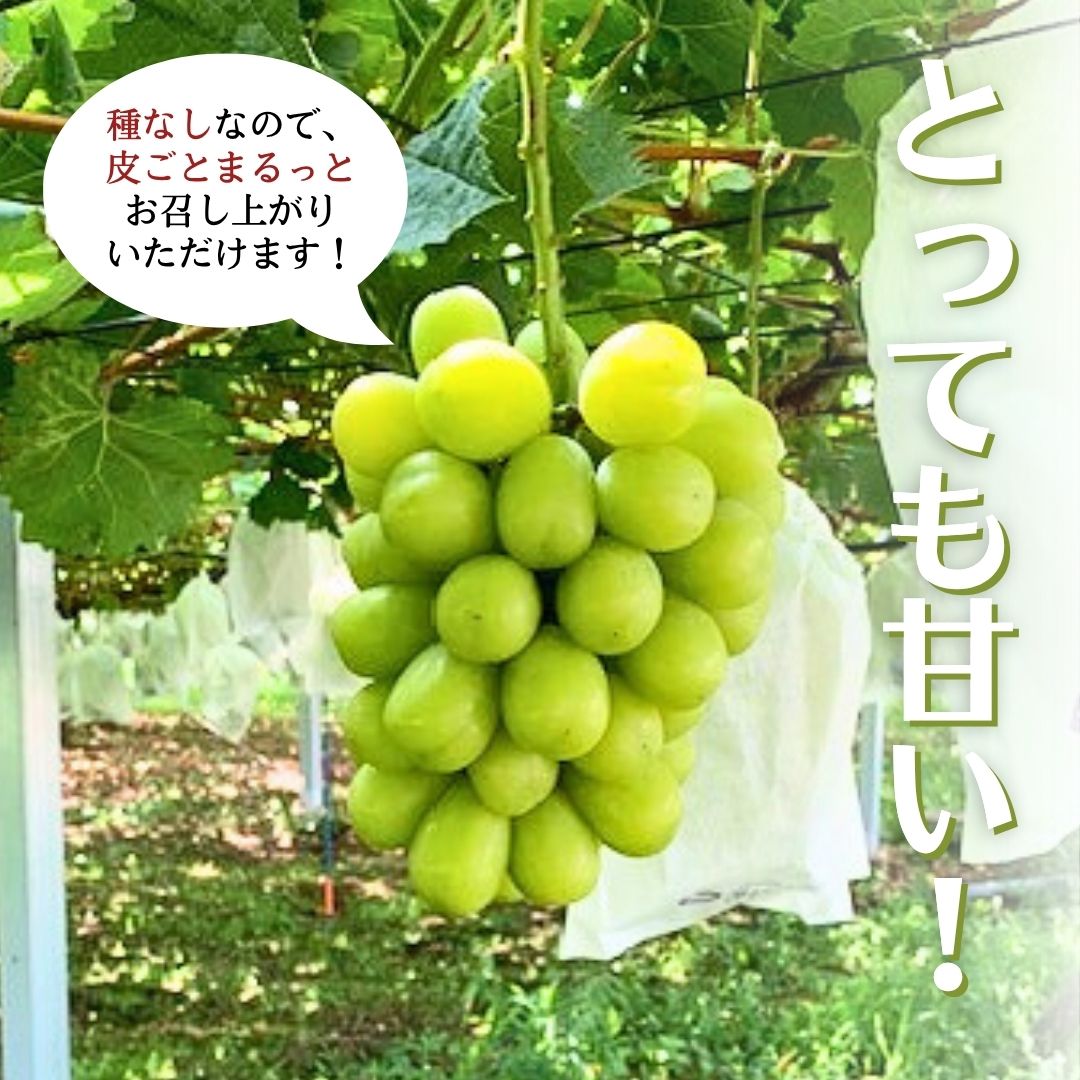 【ふるさと納税】＼ 選べる内容量 ／《 先行予約 》 シャインマスカット 【2026年8月下旬頃発送開始】( 共通返礼品：下妻市 ) 1房 2~3房 フルーツ 果物 マスカット ぶどう 葡萄 ブドウ 旬 国産 産地直送 化粧箱 ギフト 【石崎ぶどう園】 サムネイル2