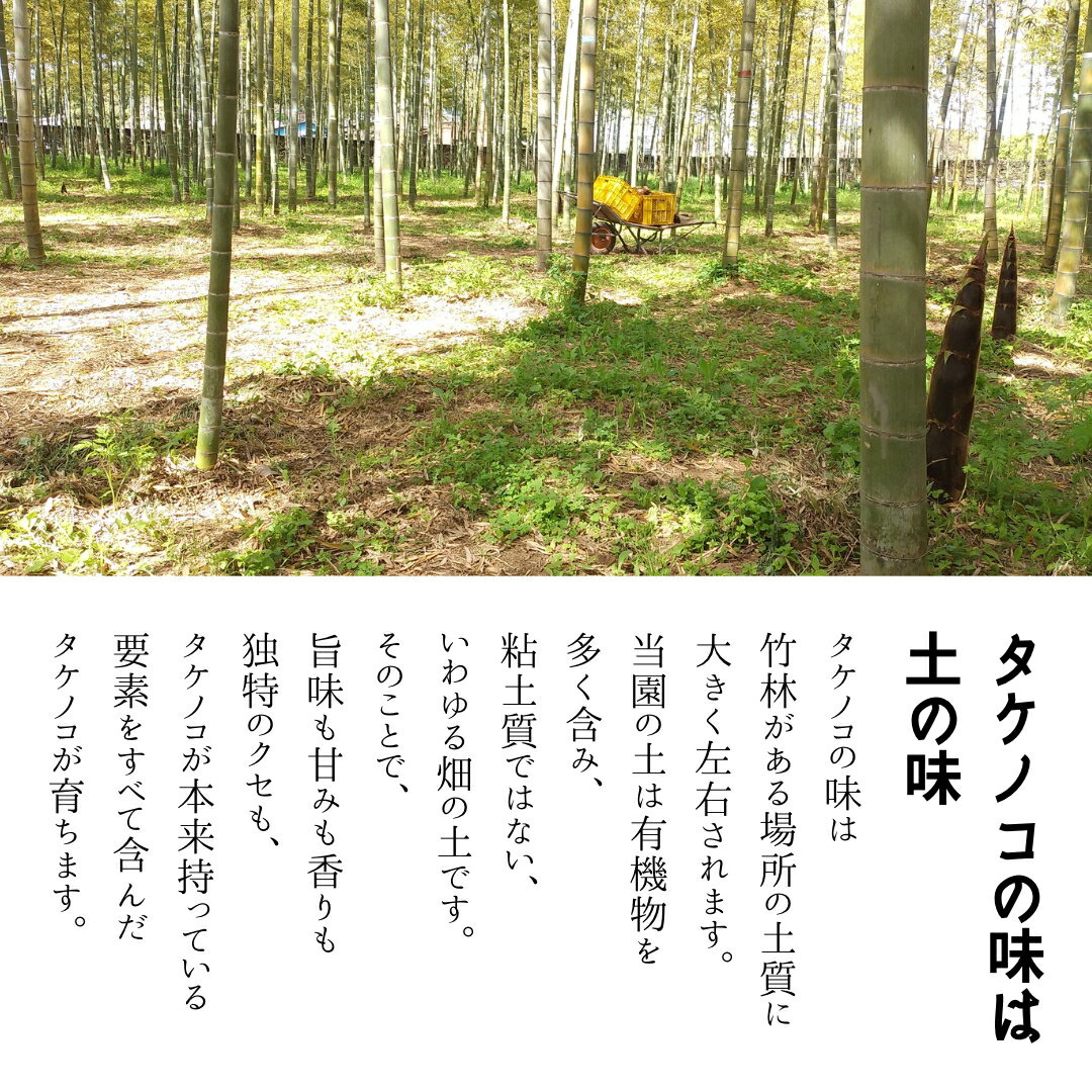【ふるさと納税】＼選べる内容量／《 先行予約 》新鮮な ゆでタケノコ 【2026年4月上旬以降発送】 約1kg・約2kg 竹の子 1キロ 2キロ 筍 たけのこ 水煮 真空パック 国産 たけのこご飯 - 画像3