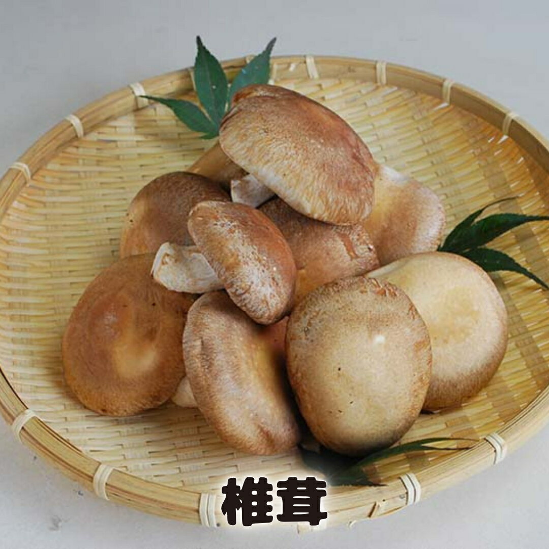 【ふるさと納税】しいたけ 粉末 3袋 セット（各 35g ）（茨城県共通返礼品：城里町） シイタケの粉末 しいたけ 野菜 乾燥 椎茸 きのこ パウダー 手軽 時短 - 画像3