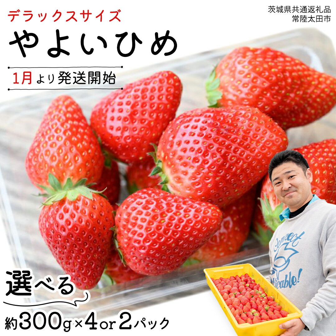 【 先行予約 】 やよいひめ 特大 デラックス サイズ 選べる 2パック または 4パック 【 2025年1月から発送開始 】 ( 茨城県共通返礼品 : 常陸太田市 ) 選べる容量 約300g×2パック または 約300g×4パック