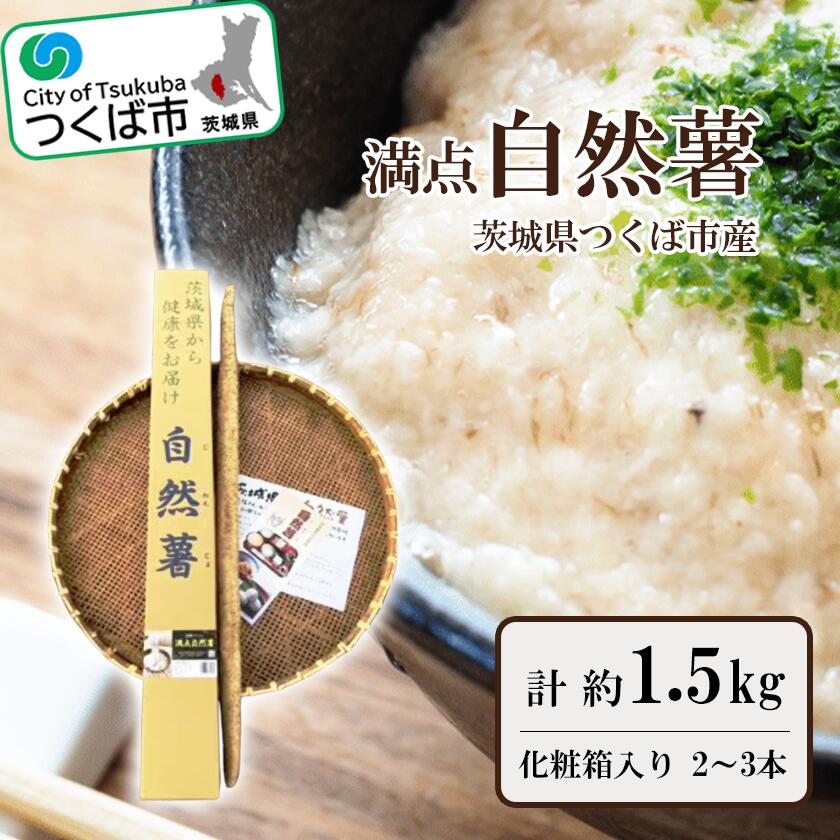 自然薯 約1.5kg化粧箱入り（2～3本入） 満点自然薯 | 茨城県 つくば市 とろろ じねんじょ 山芋 健康食品 山菜 ナチュラルフード
