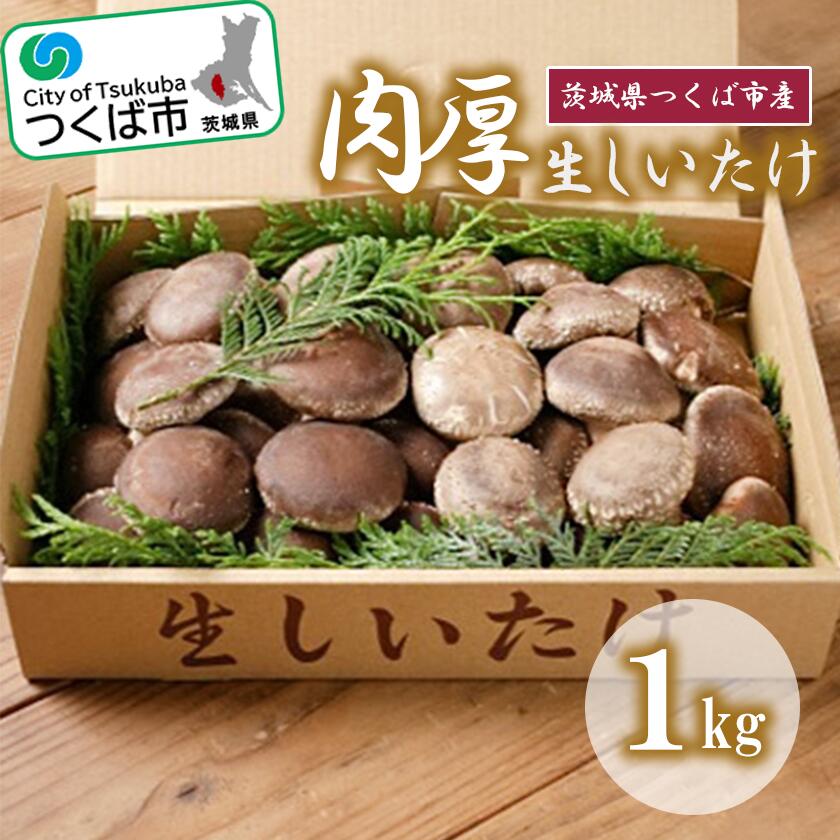 生しいたけ 1kg（原木栽培） | 茨城県 つくば市 シイタケ 椎茸 きのこ キノコ 茸 大玉 肉厚 原木栽培 乾物 健康食品 食材 食物繊維