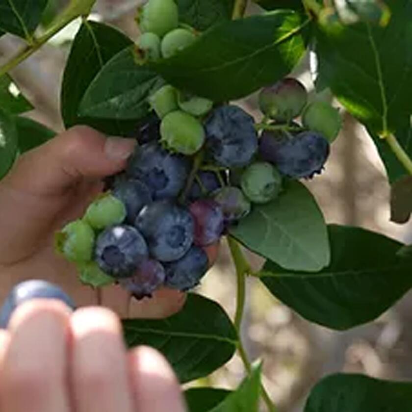 【ふるさと納税】茨城県つくば市産 冷凍ブルーベリー 1kg | 茨城県 つくば市 ブルーベリー 国産 ベリー スイーツ トッピング 栄養 ジャム 果実 果物 パンケーキ サムネイル2