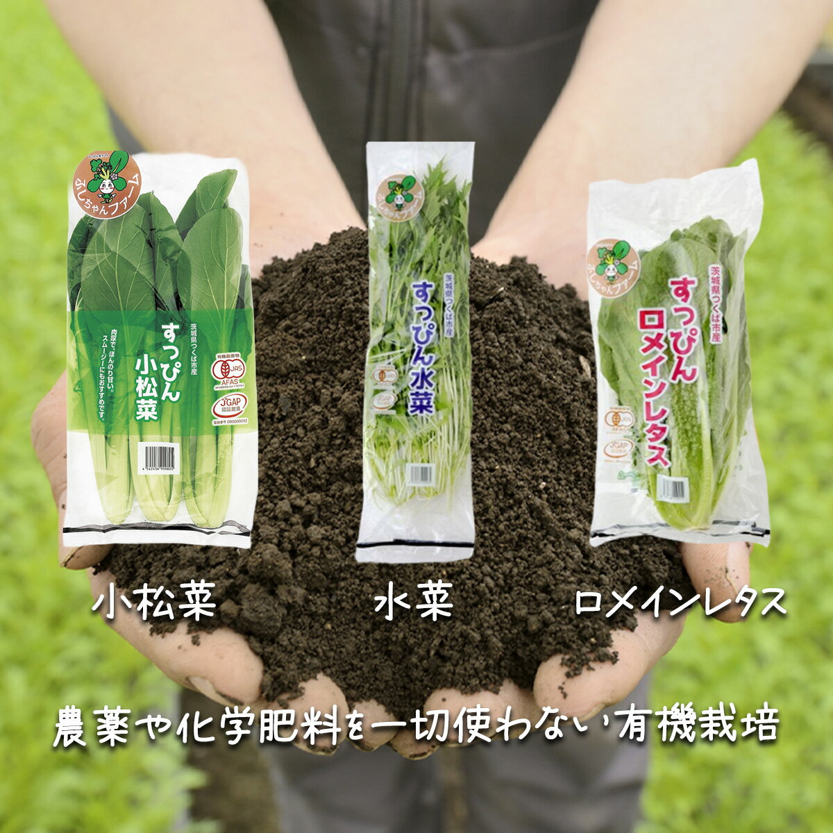 【ふるさと納税】【3ヵ月定期便】有機野菜3種セット（小松菜・水菜・ロメインレタス）すっぴん有機やさい | 茨城県 つくば市 定期 定期便 小松菜 ロメインレタス 水菜 鍋 やさい 有機野菜 有機栽培 無農薬 有機農業 オーガニック 詰め合わせ - 画像2