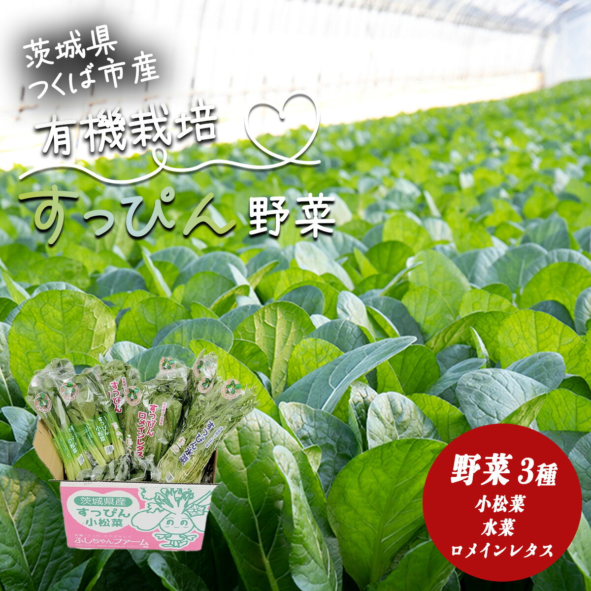 有機野菜3種セット（小松菜・水菜・ロメインレタス） すっぴん有機やさい | 茨城県 つくば市 小松菜 ロメインレタス 水菜 鍋 鍋もの 野菜 ベジタブル 有機野菜 有機栽培 無農薬 有機農業 オーガニック 自然 希少 9000円 9000