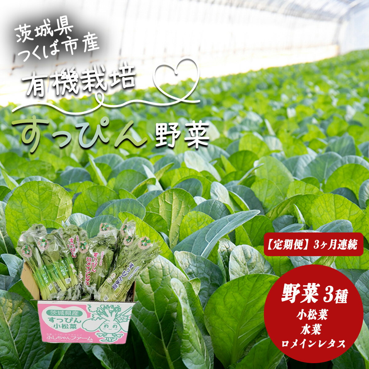 【3ヵ月定期便】有機野菜3種セット（小松菜・水菜・ロメインレタス）すっぴん有機やさい | 茨城県 つくば市 定期 定期便 小松菜 ロメインレタス 水菜 鍋 やさい 有機野菜 有機栽培 無農薬 有機農業 オーガニック 詰め合わせ