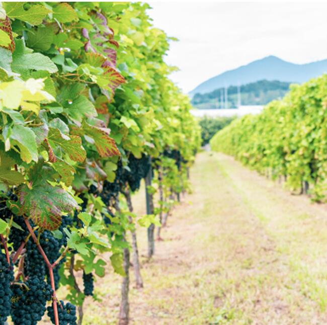 【ふるさと納税】2021つくばワイナリー MUSCAT BAILEY A | お酒 葡萄 ぶどう ブドウ 茨城県 つくば市 ワイナリー ワイン 赤ワイン サムネイル3