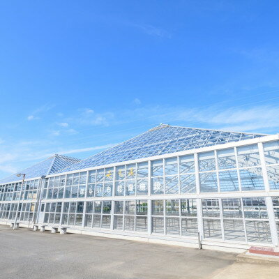 【ふるさと納税】百年干しいも焼酎　720ml×1本【1323737】 サムネイル3