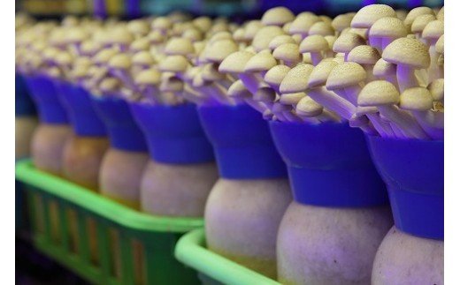 【ふるさと納税】歯ごたえ抜群！ブナシメジ 1株×30パック しめじ きのこ ぶなしめじ 茸 冷蔵 茨城県産 国産 送料無料（KL-2） - 画像3