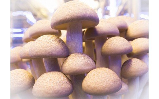 【ふるさと納税】歯ごたえ抜群！ブナシメジ 1株×30パック しめじ きのこ ぶなしめじ 茸 冷蔵 茨城県産 国産 送料無料（KL-2） - 画像2