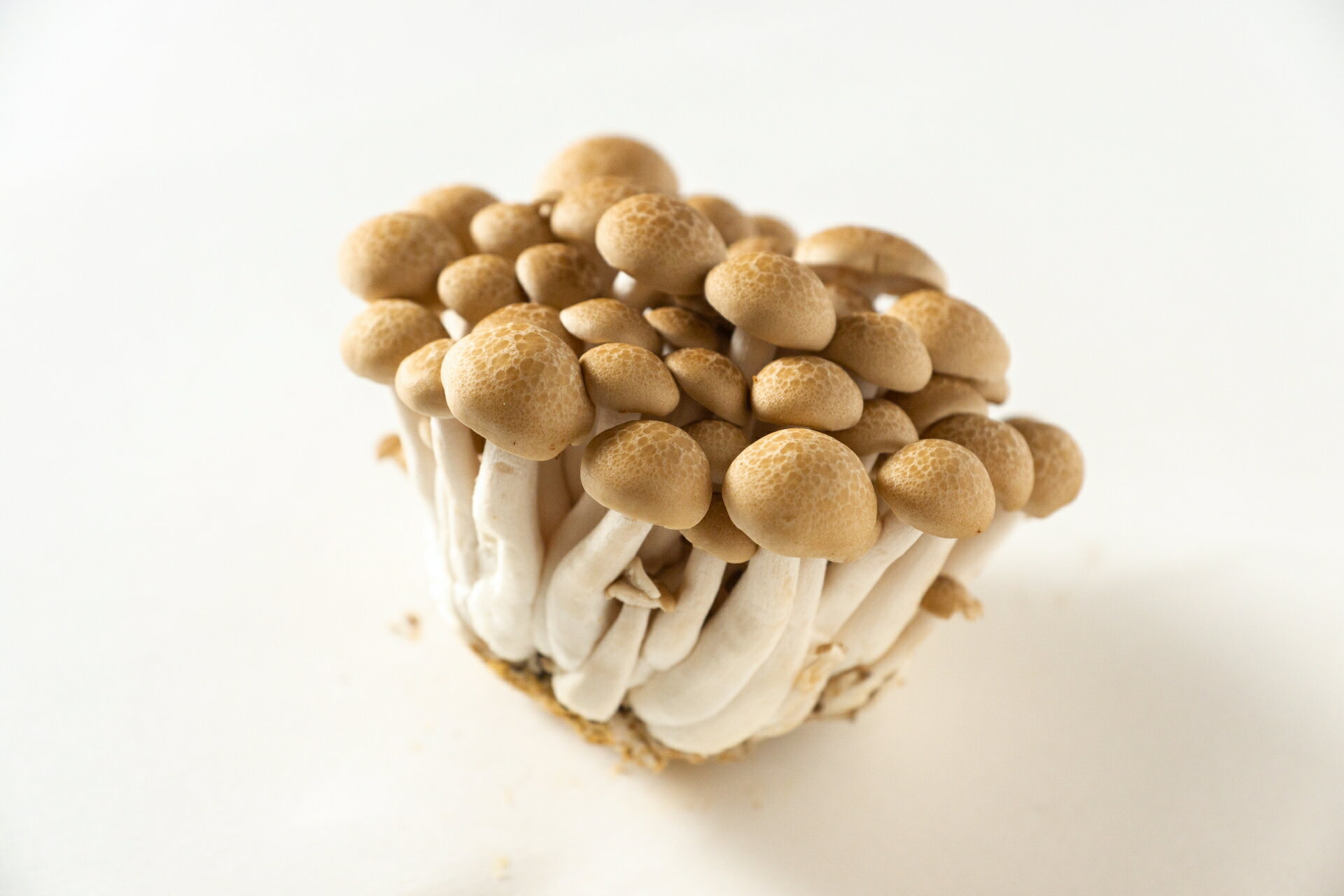 歯ごたえ抜群！ブナシメジ 1株×30パック しめじ きのこ ぶなしめじ 茸 冷蔵 茨城県産 国産 送料無料（KL-2）