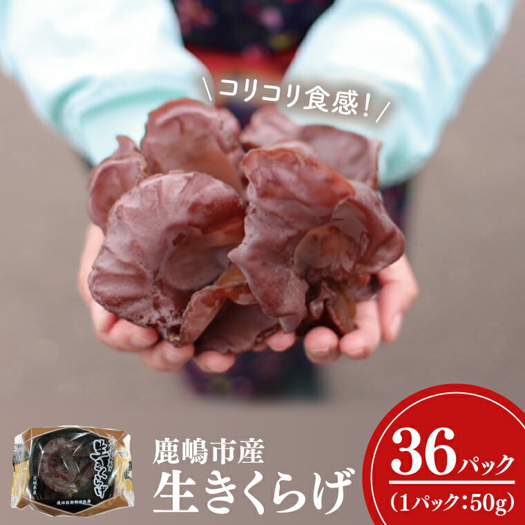 コリコリ食感！生きくらげ 50g×36パック 合計1.8kg きのこ きくらげ 茸 木耳 冷蔵 茨城県産 国産 送料無料（KL-3）