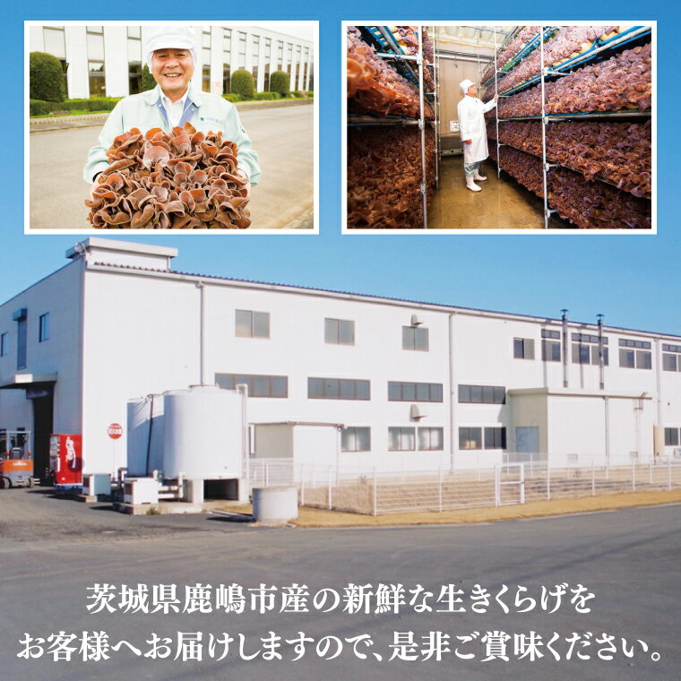 【ふるさと納税】コリコリ食感！生きくらげ 50g×36パック 合計1.8kg きのこ きくらげ 茸 木耳 冷蔵 茨城県産 国産 送料無料（KL-3） - 画像3