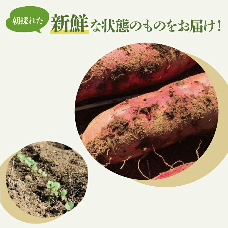 【ふるさと納税】★先行予約★【2026年10月中旬～11月末頃までの発送品！】【普通栽培】紅はるか 生さつまいも(4kg+約25%補償分)　計 約5kg【サツマイモ 芋 いも べにはるか 新鮮 焼き芋 煮物 天ぷら スイートポテト 鹿嶋市 茨城県】（KAG-41） - 画像3