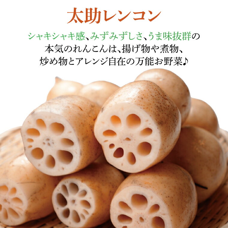 【ふるさと納税】【先行予約】【セット販売】太助レンコン&蓮根肉餃子のおばけん 【2kg&20粒】【野菜 ギョーザ れんこん しゃきしゃき おいしい 食べきり 茨城県 鹿嶋市】（KBU-4） - 画像3