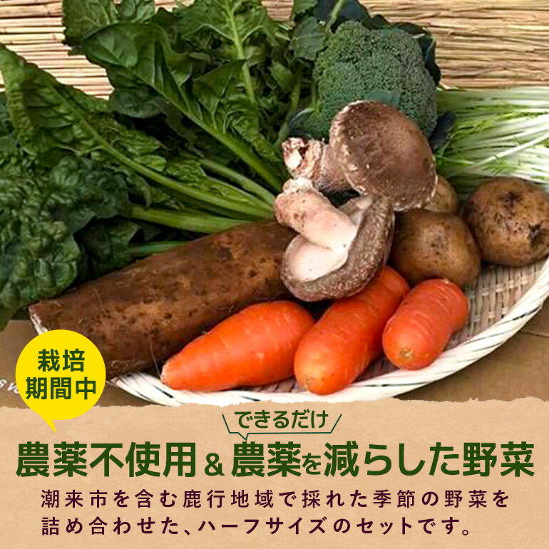 【ふるさと納税】＜ハーフサイズ＞ 『身体が喜ぶ野菜』詰め合わせ ( おまかせ ) 野菜 詰合せ 詰め合わせセット お任せ 季節の野菜 セット 栽培期間中農薬不使用 有機栽培 微生物農法 EM農法 露地栽培 産地直送 新鮮 野菜ボックス ギフト 家庭用 茨城県 潮来市 (A03-002) - 画像2