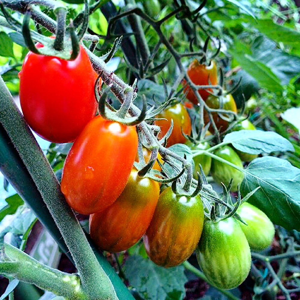 【ふるさと納税】ミニトマト マドンナ 約1kg 【茨城県共通返礼品　つくばみらい市産】 トマト プチトマト 野菜 生野菜 旬 希少品種 茨城県 送料無料 ※2026年1月中旬頃より順次発送予定 - 画像2