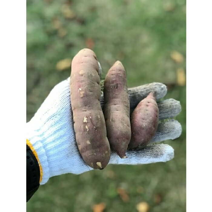 【ふるさと納税】茨城県産 小芋 冷凍 焼き芋 べにはるか 2kg ご自宅用 贈答用 お土産 那珂市 芋助 送料無料 - 画像2