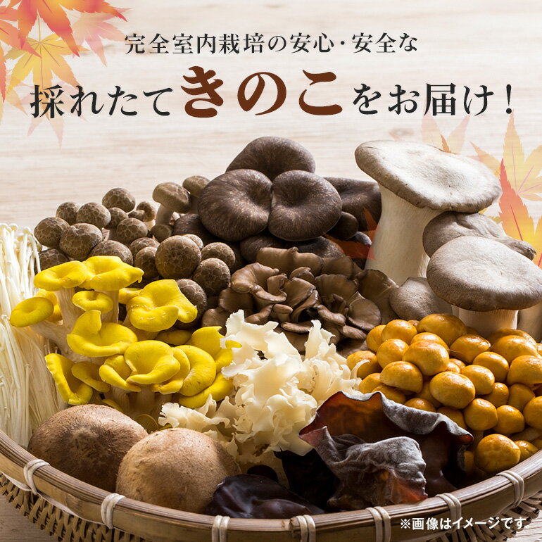 【ふるさと納税】きのこの詰め合わせ 選べる S M L サイズ 1kg 1.5kg 2kg 茨城県共通返礼品 城里町産 舞茸 椎茸 あわび茸 たもぎ茸 はなびら茸 完全室内栽培 栽培期間中農薬不使用 安心 安全 栄養豊富 こだわりのキノコ詰め合わせ 直送 新鮮 おすすめ セット 贈り物 送料無料 サムネイル2