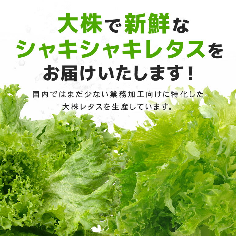 【ふるさと納税】リーフレタスセット 約2Kg 那珂市産 新鮮 レタス リーフレタス フリルレタス グリーンリーフ 無農薬 野菜 栽培期間中農薬不使用 詰め合わせ セット 水耕栽培 LED 栽培 ベジタブル 副菜 常備菜 サラダ ヴィーガン ヘルシー 送料無料 - 画像2