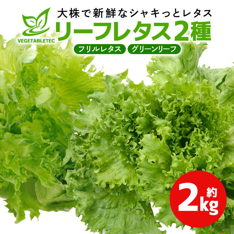 リーフレタスセット 約2Kg 那珂市産 新鮮 レタス リーフレタス フリルレタス グリーンリーフ 無農薬 野菜 栽培期間中農薬不使用 詰め合わせ セット 水耕栽培 LED 栽培 ベジタブル 副菜 常備菜 サラダ ヴィーガン ヘルシー 送料無料