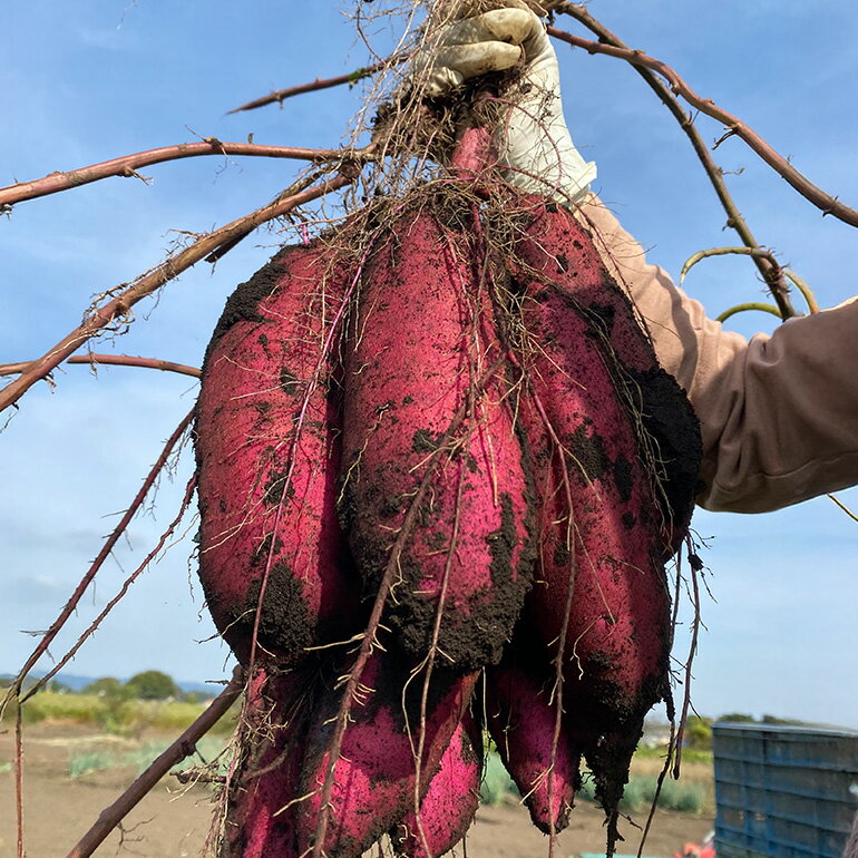 【ふるさと納税】 訳あり品！茨城県産熟成べにはるか 選べる 約5kg 10kg さつまいも サツマイモ 芋 いも 茨城県 那珂市 B15-005/B15-006 - 画像2