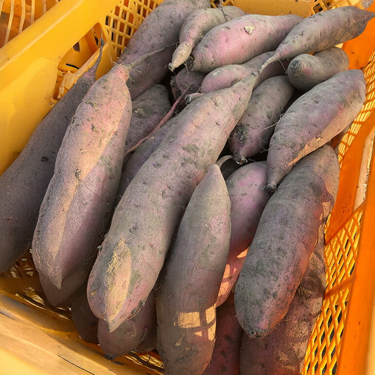 【ふるさと納税】 訳あり品！茨城県産熟成べにはるか 選べる 約5kg 10kg さつまいも サツマイモ 芋 いも 茨城県 那珂市 B15-005/B15-006 - 画像3