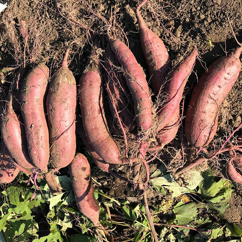 【ふるさと納税】 【京阪百貨店厳選】茨城県産べにはるか 5kg 10kg （熟成）[A品L～2Lサイズ] [サイズ無選別品] 芋 さつま芋 サツマイモ さつまいも B18-SKU-002 - 画像2