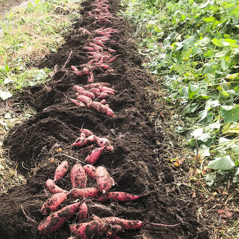 【ふるさと納税】 【京阪百貨店厳選】茨城県産べにはるか 5kg 10kg （熟成）[A品L～2Lサイズ] [サイズ無選別品] 芋 さつま芋 サツマイモ さつまいも B18-SKU-002 - 画像3