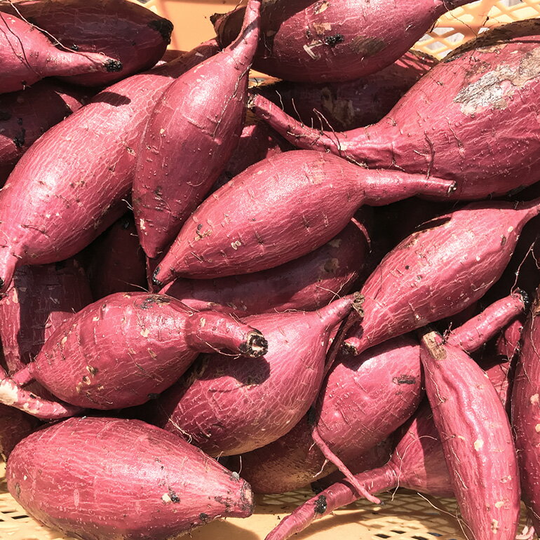 【ふるさと納税】 【京阪百貨店厳選】茨城県産ほしあかね 5kg 10kg [A品L～2Lサイズ] [サイズ無選別品] 芋 さつま芋 サツマイモ さつまいも B18-SKU-003 - 画像3