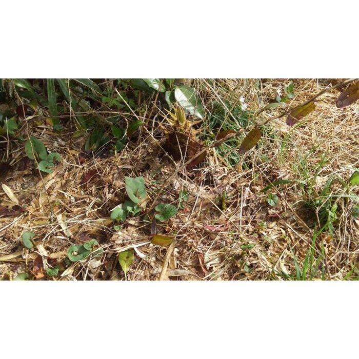 【ふるさと納税】茨城県坂東市産 朝掘りたけのこ 約2kg（2～3本入）・米ぬか付き ／ 野菜 タケノコ 筍 新鮮 旬 春の味覚 坂東市産 送料無料 茨城県 No.708 - 画像3