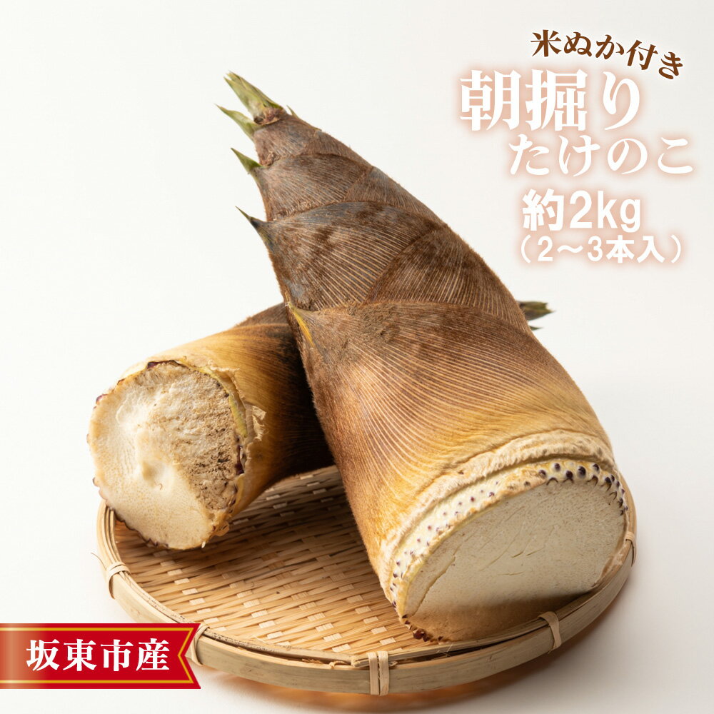 茨城県坂東市産 朝掘りたけのこ 約2kg（2～3本入）・米ぬか付き ／ 野菜 タケノコ 筍 新鮮 旬 春の味覚 坂東市産 送料無料 茨城県 No.708