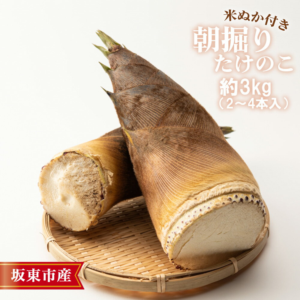 茨城県坂東市産 朝掘りたけのこ 約3kg（2～4本入）・米ぬか付き ／ 野菜 タケノコ 筍 新鮮 旬 春の味覚 坂東市産 送料無料 茨城県 No.709