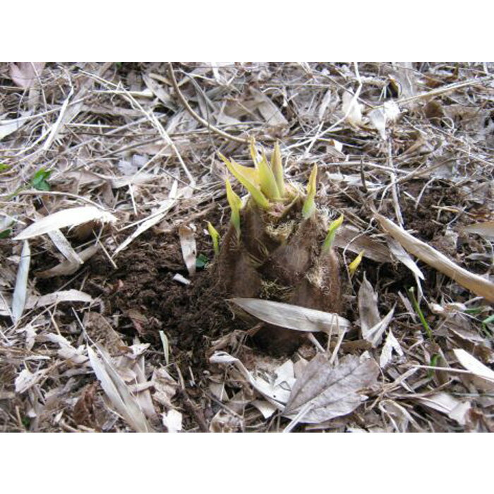 【ふるさと納税】茨城県坂東市産 朝掘りたけのこ 約5kg（4～6本入）・米ぬか付き ／ 野菜 タケノコ 筍 新鮮 旬 春の味覚 坂東市産 送料無料 茨城県 No.710 - 画像2