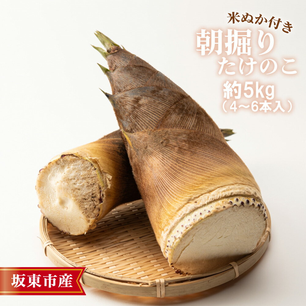 茨城県坂東市産 朝掘りたけのこ 約5kg（4～6本入）・米ぬか付き ／ 野菜 タケノコ 筍 新鮮 旬 春の味覚 坂東市産 送料無料 茨城県 No.710