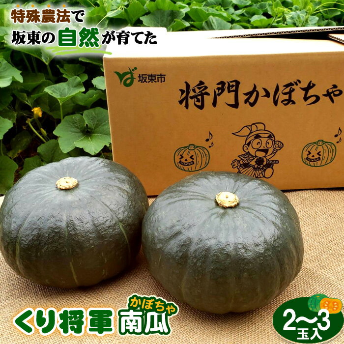特殊農法で坂東の自然が育てた「くり将軍南瓜」2～3玉入 ／ かぼちゃ カボチャ 食味 品質 糖度 野菜 ベジワングランプリ1等特別賞受賞 送料無料 茨城県 No.843