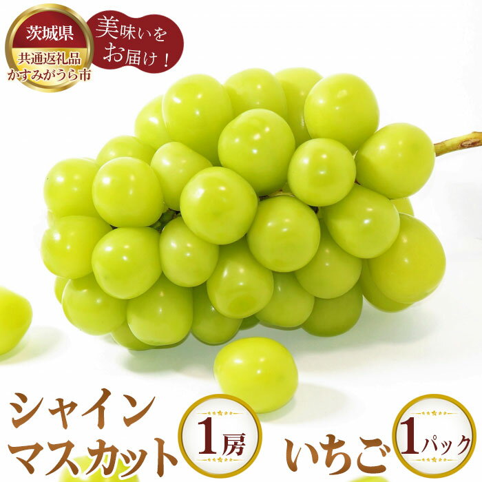 【先行予約】シャインマスカット1房といちごDX1パック【茨城県共通返礼品 かすみがうら市】 ／ 旬 新鮮 苺 イチゴ ブドウ 葡萄 果物 フルーツ 詰合せ セット 送料無料 茨城県 No.348