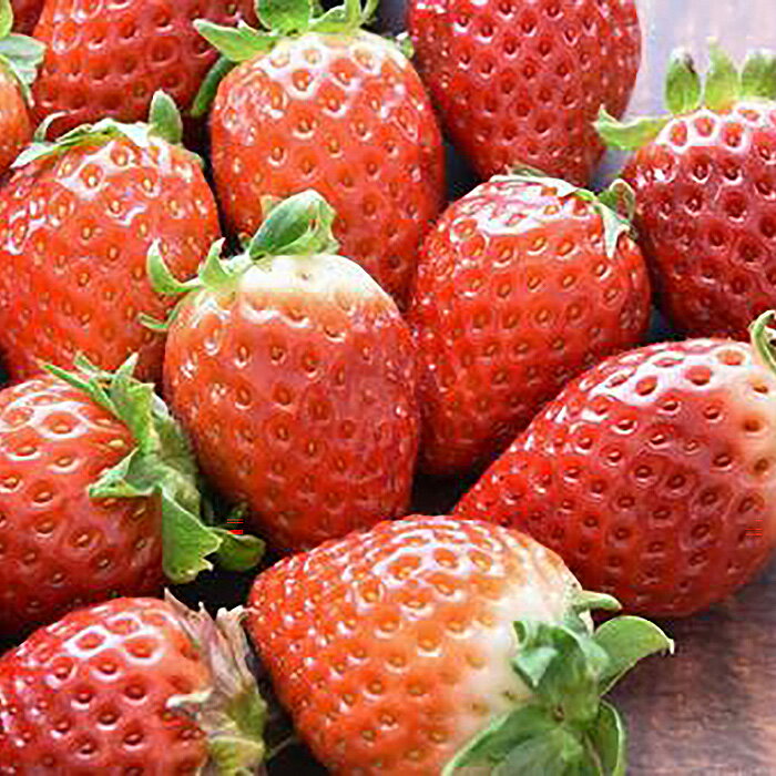 【ふるさと納税】【先行予約】シャインマスカット1房といちごDX1パック【茨城県共通返礼品 かすみがうら市】 ／ 旬 新鮮 苺 イチゴ ブドウ 葡萄 果物 フルーツ 詰合せ セット 送料無料 茨城県 No.348 サムネイル2