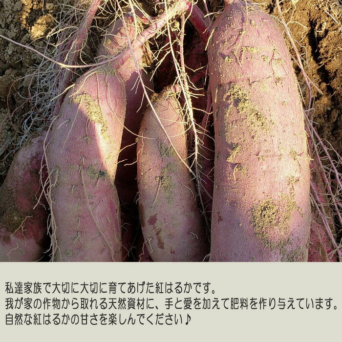 【ふるさと納税】 【訳あり】紅はるか5kg ／ 自然 芋 いも 甘い 天然資材 さつまいも 送料無料 茨城県 No.384 - 画像2