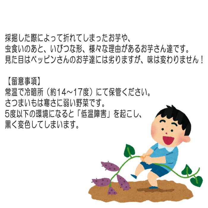 【ふるさと納税】 【訳あり】紅はるか5kg ／ 自然 芋 いも 甘い 天然資材 さつまいも 送料無料 茨城県 No.384 - 画像3