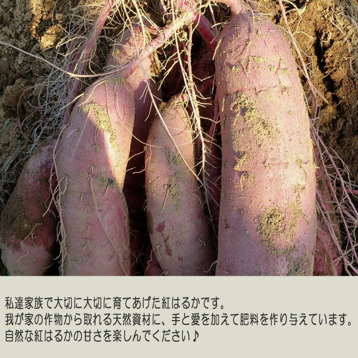 【ふるさと納税】 紅はるか10kg ／ 自然 芋 いも 甘い 天然資材 さつまいも 送料無料 茨城県 No.406 - 画像2