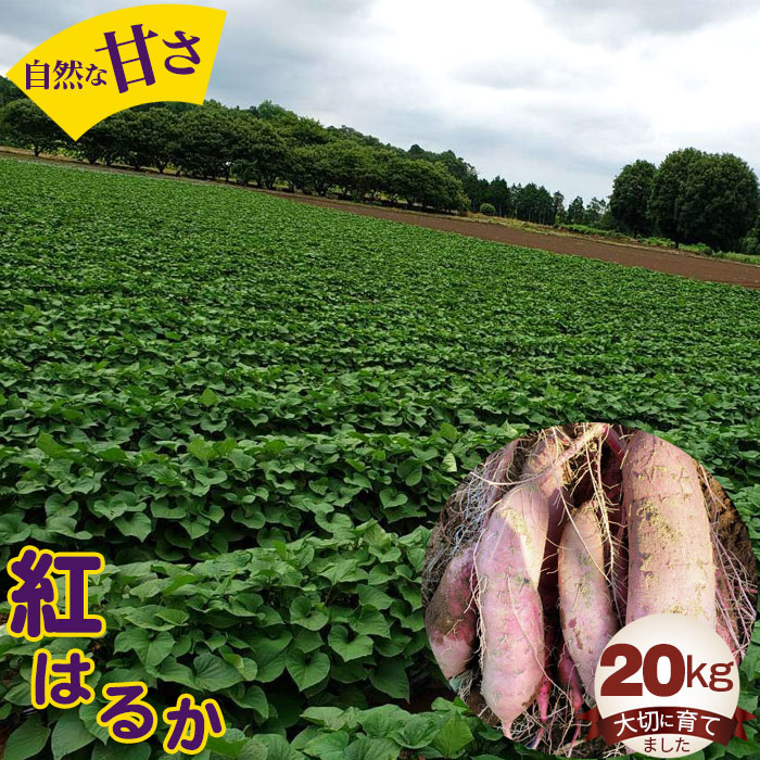 紅はるか20kg ／ 自然 芋 いも 甘い 天然資材 さつまいも 送料無料 茨城県 No.413