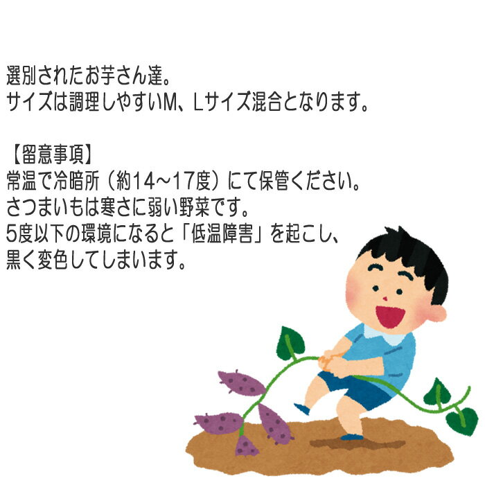 【ふるさと納税】 紅はるか20kg ／ 自然 芋 いも 甘い 天然資材 さつまいも 送料無料 茨城県 No.413 - 画像3