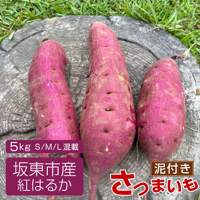 【箱入り】坂東市産　生さつまいも　紅はるか5kg（泥付きS、M、L混載）／さつまいも サツマイモ 焼き芋 しっとり 送料無料 茨城県 No.518