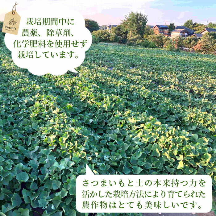 【ふるさと納税】【箱入り】坂東市産　生さつまいも　紅はるか5kg（泥付きS、M、L混載）／さつまいも サツマイモ 焼き芋 しっとり 送料無料 茨城県 No.518 - 画像3
